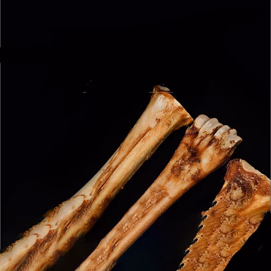 Homemade Dog Teething Sticks Cow Wrist Bone Golden Retriever Puppies Are Really Bite-Resistant Calcium Supplements and Bad Breath Snacks Cow Bones